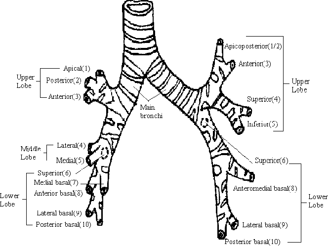 Lung segments diagram